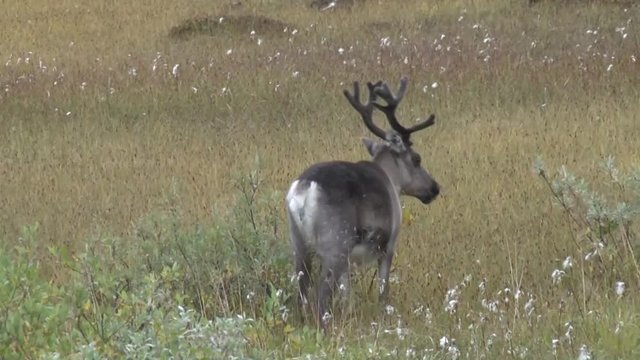 Norwegen, Norge, Nordkapp, Nordkap, Finnmark, Mager&oslash;ya, Mager&oslash;y, Ren, Rentier, Rentierherde, Hirsch, Hirschart, Nordeuropa, Arktis, Barentsee, Lappland, Samen
