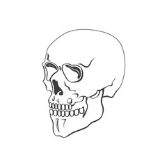 Skull vector illustration or symbol