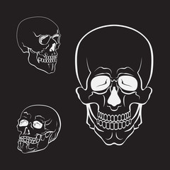 Skull vector set. White skulls collection