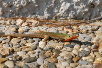 A green and red colored lizard in Croatia