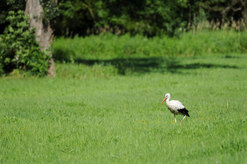 A white stork in the bird reservation area Marchegg