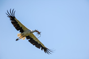 A flying white stork approaching with material to build a nest