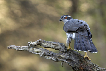 Adult male of Northern goshawk, Accipiter gentilis
