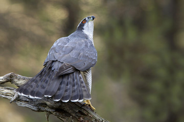 Adult male of Northern goshawk, Accipiter gentilis