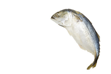 Fresh Mackerel fried isolate on white