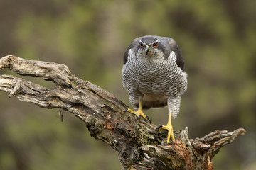 Adult male of Northern goshawk, Accipiter gentilis