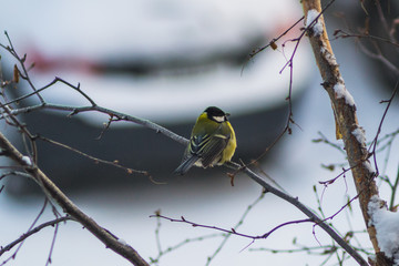 titmouse bird winter