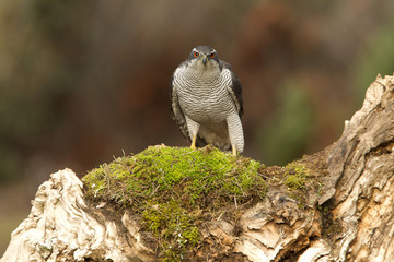 Adult male of Northern goshawk, Accipiter gentilis