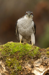 Adult male of Northern goshawk, Accipiter gentilis