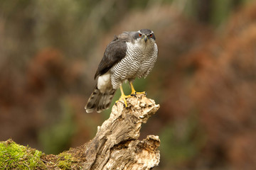 Adult male of Northern goshawk, Accipiter gentilis