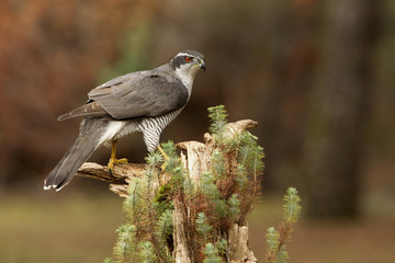Adult male of Northern goshawk, Accipiter gentilis