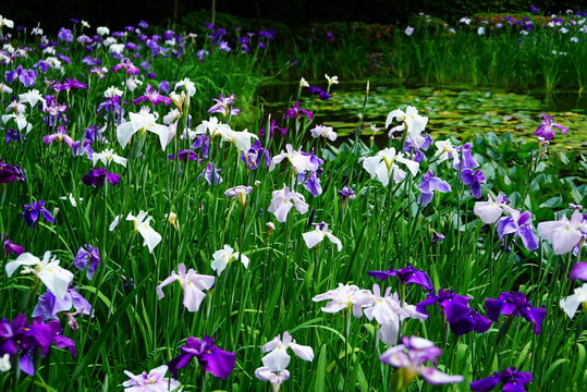 954 Best 平安神宮 Images Stock Photos Vectors Adobe Stock 954 Best 平安神宮 Images Stock Photos Vectors Adobe Stock