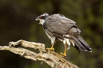 Adult male of Northern goshawk, Accipiter gentilis