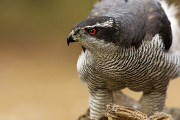 Adult male of Northern goshawk, Accipiter gentilis