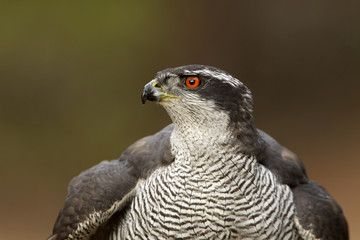Adult male of Northern goshawk, Accipiter gentilis