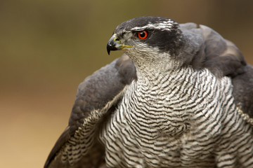 Adult male of Northern goshawk, Accipiter gentilis