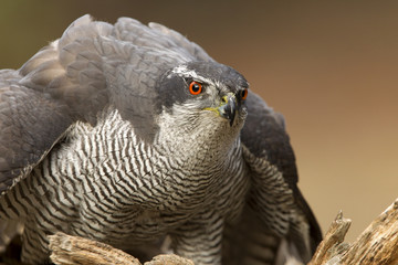 Adult male of Northern goshawk, Accipiter gentilis