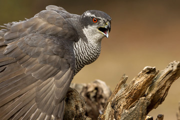 Adult male of Northern goshawk, Accipiter gentilis