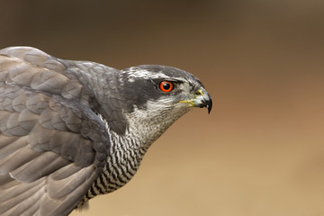 Adult male of Northern goshawk, Accipiter gentilis