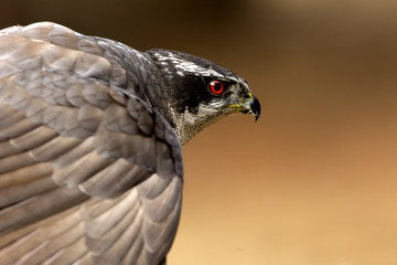 Adult male of Northern goshawk, Accipiter gentilis