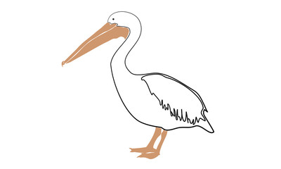 Pelican vector illustration