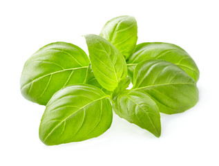 Basil leaves in closeup