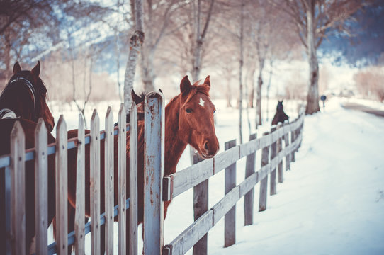 letino caserta, lago matese, cavalli in un recinto sulla neve