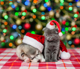 Kitten and sleeping puppy in red christmas hats on a background of the Christmas tree