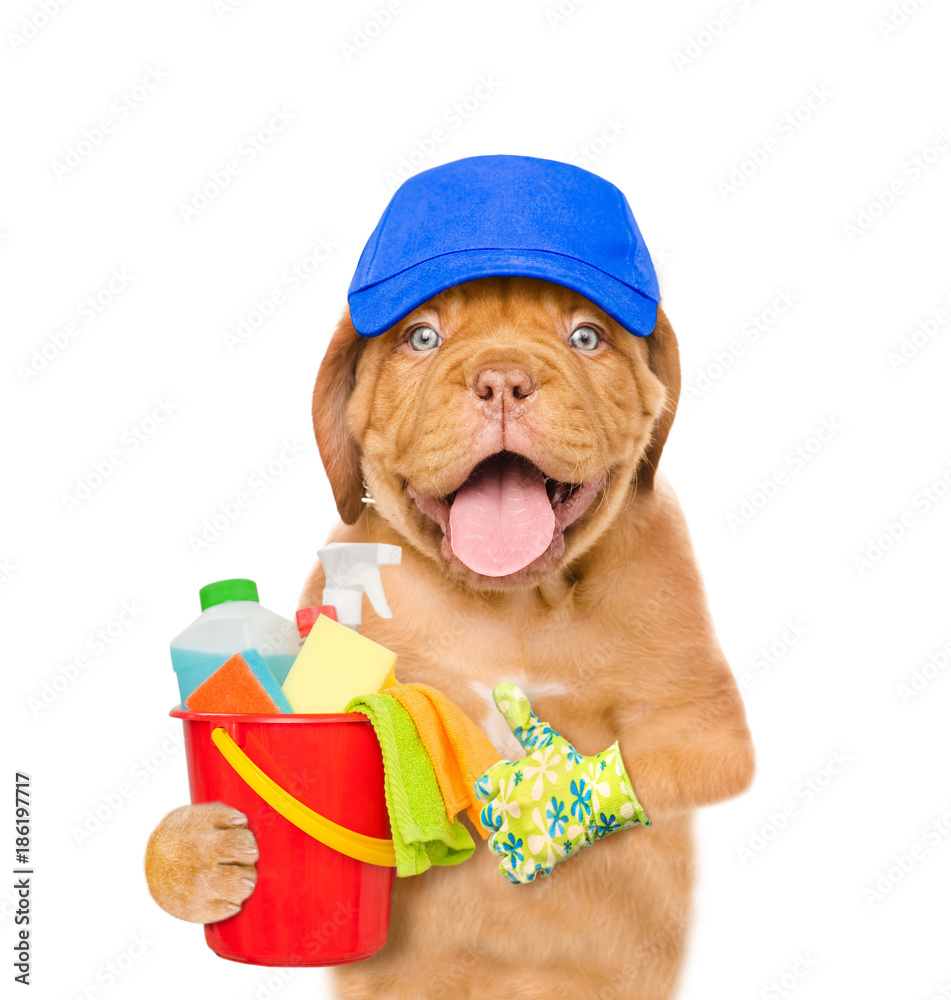 Poster cleaning concept. puppy in blue hat holds bucket with washing fluids and rags in paws and showing th