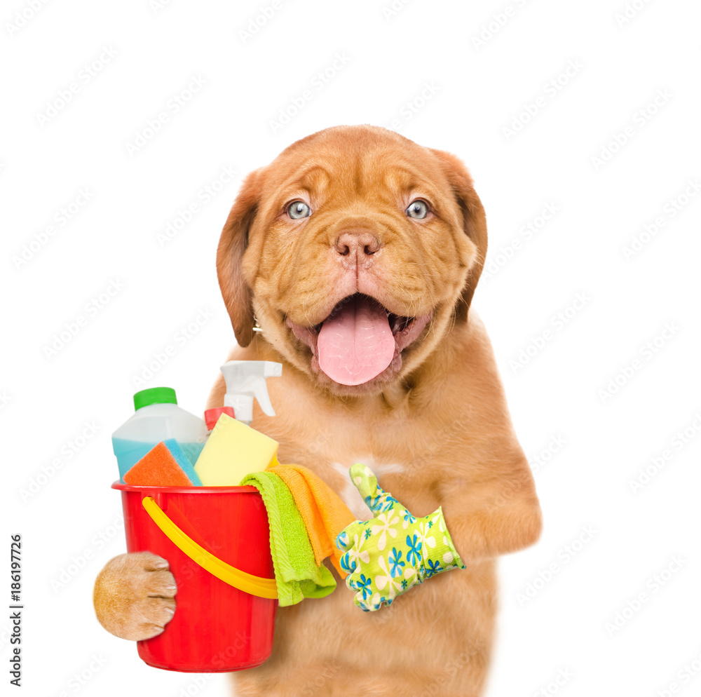 Poster cleaning concept. puppy holds bucket with washing fluids and rags in paws and showing thumbs up. iso