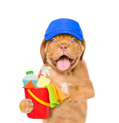 Cleaning concept. Puppy in blue hat holds bucket with washing fluids and rags in paws. isolated on white background