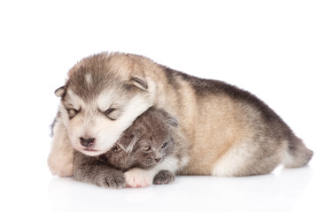 Alaskan malamute puppy  hugging tiny kitten. isolated on white background