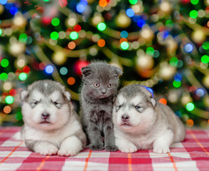 Baby puppies with a kitten  on a background of the Christmas tree