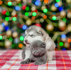 Fototapeta na wymiar the puppy hugs the kitten on a background of the Christmas tree