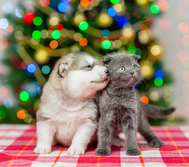 Fototapeta na wymiar the puppy kisses the kitten on a background of the Christmas tree