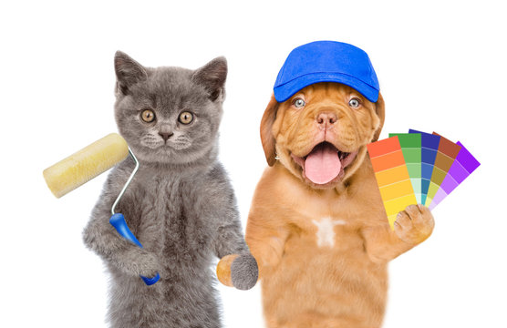Funny puppy in blue hat with color samples and kitten with  paint roller. isolated on white background