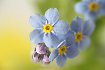 Wood forget-me-not, Myosotis sylvatica