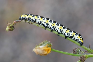 Beautiful lettuce shark moth caterpillar, Cucullia lactucae