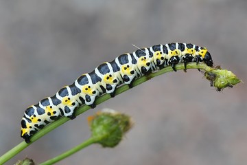 Beautiful lettuce shark moth caterpillar, Cucullia lactucae