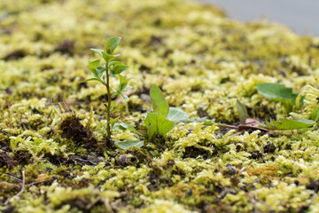 Young tree grows in the moss, it pushes its shoots through a green moss blanket.