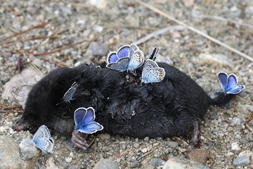 Silver-studded blue butterflies, Plebejus argus, in search for salts and minerals on a carcass of a dead mole.