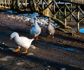 geese, Lake, Landscape, Gambarie D'Aspromonte, Italy 29 December 2017