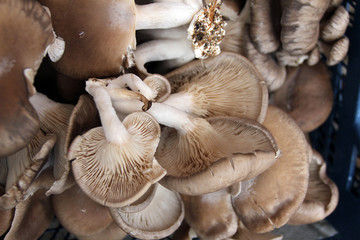 Oyster mushrooms. Pleurotus ostreatus.  Oyster mushroom  is a common edible mushroom. Mushrooms cultivation. 