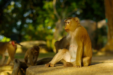 macaca monkey family eating lot of fruits, Phuket Thailand.
