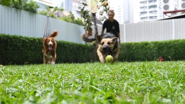 Female Owner Playing Fetch With Dogs Outdoors. Slow Motion. HD, 1920x1080. 