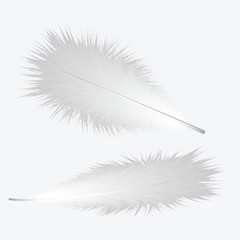 Feather birds - goose, realistic, - isolated on white background - art creative illustration vector