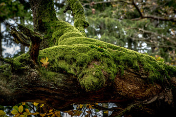 moos auf baum