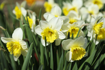 Flowering hybrid daffodil "Ice Follies" in the spring garden. © besklubova