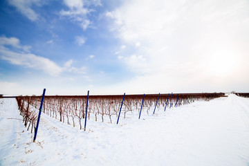 Winter vineyards in southern Moravia, Czech Republic