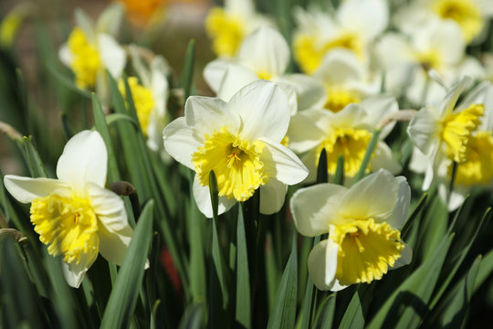 Flowering hybrid daffodil "Ice Follies" in the spring garden.